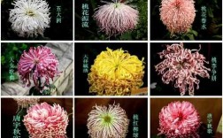 菊花对应的是什么意思（菊花暗示什么）