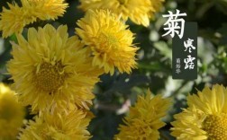 菊露冰秋什么意思（菊华寒露浓）