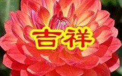 吉祥如意是什么花（吉祥如意是什么花图片）