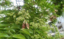 黄花莉的花有什么作用（黄花梨花的药用价值）