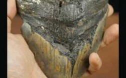 化石牙什么价格和图片（化石牙齿图片）