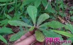 编草鞋的植物叫什么（编草鞋的植物叫什么名称）