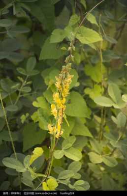 黄色花带豆荚是什么花（黄色花带豆荚是什么花图片）-图2