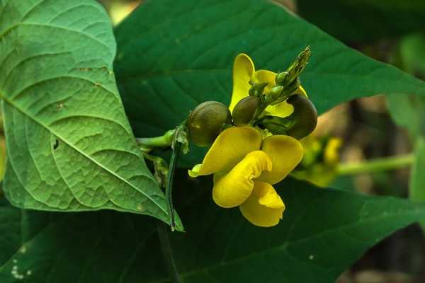 黄色花带豆荚是什么花（黄色花带豆荚是什么花图片）-图3