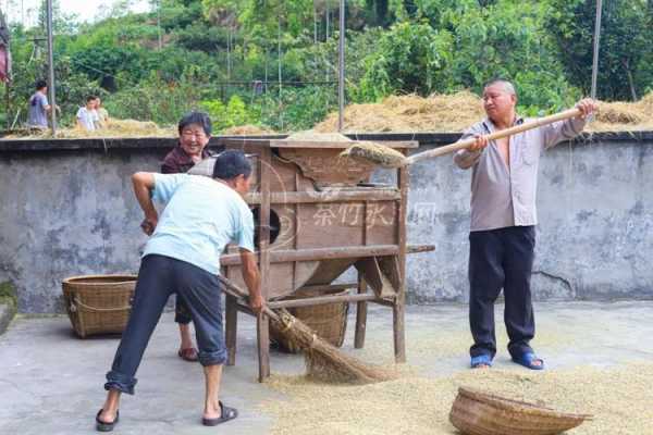 打谷币现在什么价钱（打谷视屏）-图2