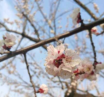 花折枝属于什么现象（花折枝时须折枝出自哪里）-图1