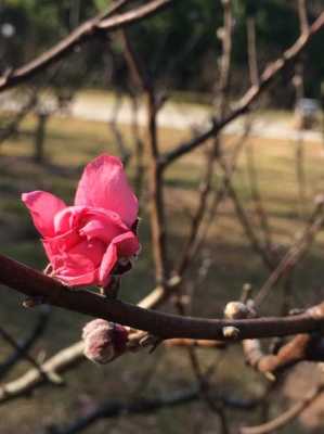 花折枝属于什么现象（花折枝时须折枝出自哪里）-图3