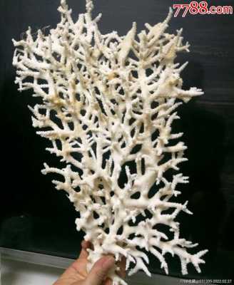 白珊瑚什么价格（白珊瑚什么价钱）-图1