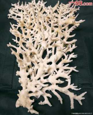 白珊瑚什么价格（白珊瑚什么价钱）-图3