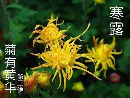 菊露冰秋什么意思（菊华寒露浓）-图2