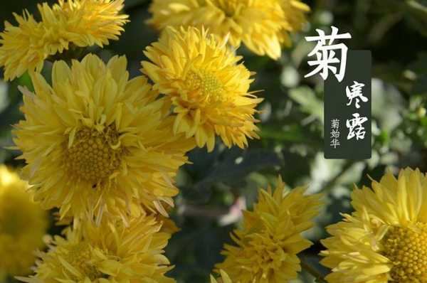 菊露冰秋什么意思（菊华寒露浓）-图1