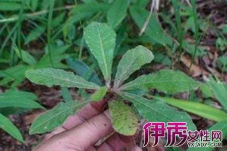 编草鞋的植物叫什么（编草鞋的植物叫什么名称）-图1