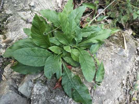 编草鞋的植物叫什么（编草鞋的植物叫什么名称）-图2