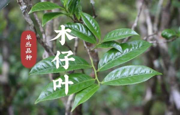 什么茶叶名称带木（木茶什么字）-图3