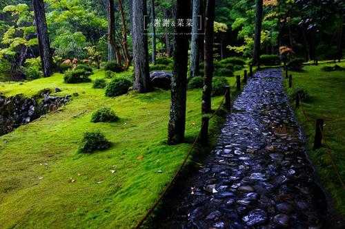 绿寺是什么（绿色寺院）-图1