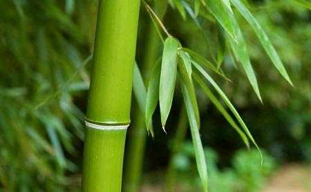 竹子是什么象征意思（竹子是什么象征意义）-图3
