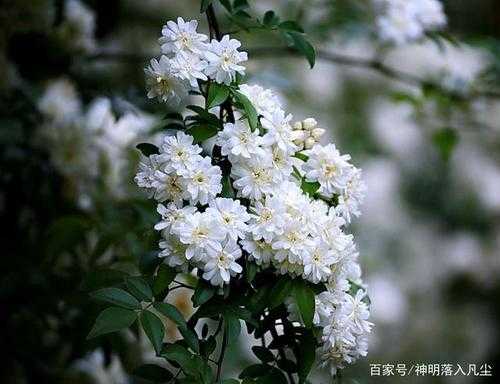 白木香是花什么色（白木香花的味道）-图1