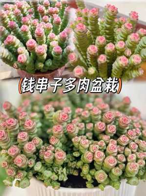 家里种什么植物多子多福（家里种什么多肉植物好）-图3